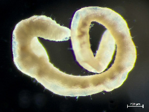  ( - HMSC174_03257)  @11 [ ] by-nc-sa  Unspecified Huntsman Marine Science Centre