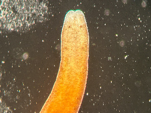  ( - HMSC174-03404)  @11 [ ] by-nc-sa  Unspecified Huntsman Marine Science Centre