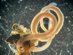  ( - HMSC174-03407)  @11 [ ] by-nc-sa  Unspecified Huntsman Marine Science Centre