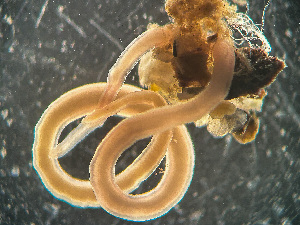  ( - HMSC174-03407)  @11 [ ] by-nc-sa  Unspecified Huntsman Marine Science Centre