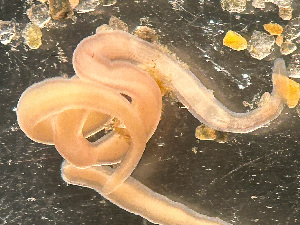  ( - HMSC174-03408)  @11 [ ] by-nc-sa  Unspecified Huntsman Marine Science Centre