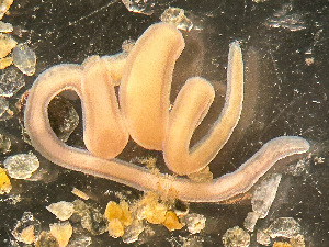  ( - HMSC174-03408)  @11 [ ] by-nc-sa  Unspecified Huntsman Marine Science Centre