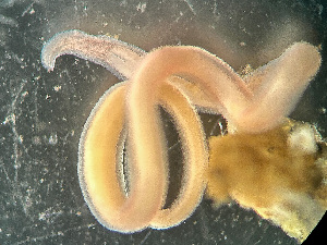  ( - HMSC174-03408)  @11 [ ] by-nc-sa  Unspecified Huntsman Marine Science Centre