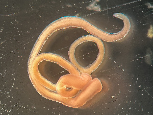  ( - HMSC174-03410)  @11 [ ] by-nc-sa  Unspecified Huntsman Marine Science Centre