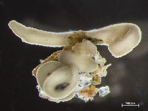  ( - HMSC174-03410)  @11 [ ] by-nc-sa  Unspecified Huntsman Marine Science Centre