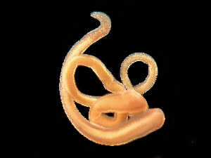  ( - HMSC174-03411)  @11 [ ] by-nc-sa  Unspecified Huntsman Marine Science Centre
