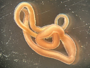  ( - HMSC174-03411)  @11 [ ] by-nc-sa  Unspecified Huntsman Marine Science Centre