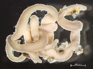  ( - HMSC174-03411)  @11 [ ] by-nc-sa  Unspecified Huntsman Marine Science Centre