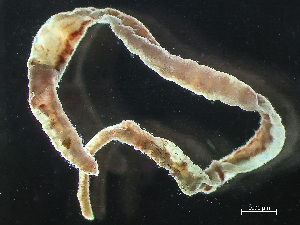  ( - HMSC174-03446)  @11 [ ] by-nc-sa  Unspecified Huntsman Marine Science Centre