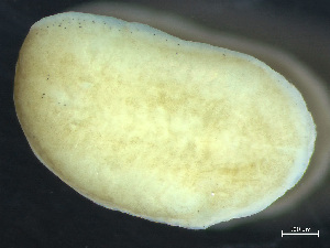  (Discocelidae - HMSC174_03471)  @11 [ ] by-nc-sa  Unspecified Huntsman Marine Science Centre