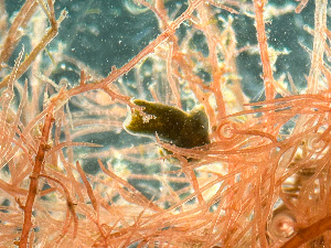  ( - HMSC174-03492)  @11 [ ] by-nc-sa  Unspecified Huntsman Marine Science Centre