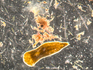  ( - HMSC174-03493)  @11 [ ] by-nc-sa  Unspecified Huntsman Marine Science Centre