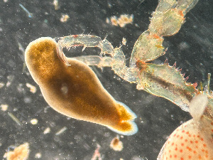  ( - HMSC174-03495)  @11 [ ] by-nc-sa  Unspecified Huntsman Marine Science Centre