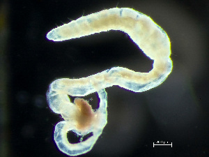  ( - HMSC174_03919)  @11 [ ] by-nc-sa  Unspecified Huntsman Marine Science Centre