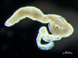  ( - HMSC174_03947)  @11 [ ] by-nc-sa  Unspecified Huntsman Marine Science Centre