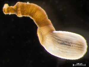  ( - HMSC174-04091)  @11 [ ] by-nc-sa  Unspecified Huntsman Marine Science Centre