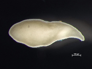  (Acoelomorpha - HMSC174-00557)  @11 [ ] CreativeCommons - Attribution Non-Commercial Share-Alike (2023) Unspecified Huntsman Marine Science Centre