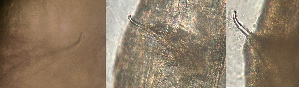  ( - HMSC174-00670)  @11 [ ] by-nc-sa  Unspecified Huntsman Marine Science Centre