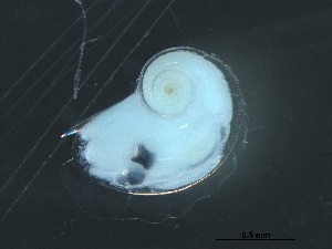  ( - Acal_WCOA16_24_02)  @11 [ ] CreativeCommons - Attribution Non-Commercial Share-Alike (2019) Unspecified Naturalis Biodiversity Center