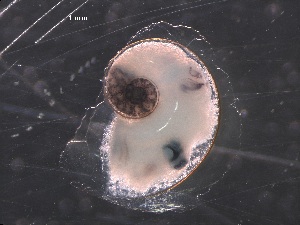  ( - Acal_WCOA16_31_01)  @11 [ ] CreativeCommons - Attribution Non-Commercial Share-Alike (2019) Unspecified Naturalis Biodiversity Center