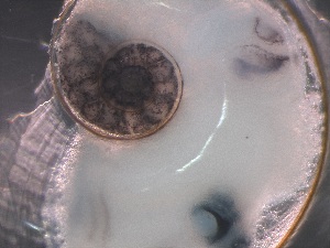  ( - Acal_WCOA16_31_01)  @11 [ ] CreativeCommons - Attribution Non-Commercial Share-Alike (2019) Unspecified Naturalis Biodiversity Center