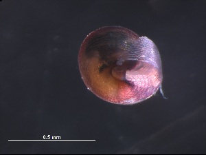  ( - Aech_SO255_073_01)  @11 [ ] CreativeCommons - Attribution Non-Commercial Share-Alike (2019) Unspecified Naturalis Biodiversity Center