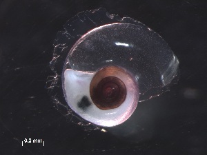  ( - Aech_SO255_143_01)  @11 [ ] CreativeCommons - Attribution Non-Commercial Share-Alike (2019) Unspecified Naturalis Biodiversity Center