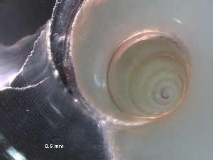 ( - Ainc_AMT27_33_01)  @11 [ ] CreativeCommons - Attribution Non-Commercial Share-Alike (2019) Unspecified Naturalis Biodiversity Center