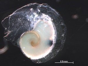  ( - Ainc_AMT27_35_01)  @11 [ ] CreativeCommons - Attribution Non-Commercial Share-Alike (2019) Unspecified Naturalis Biodiversity Center