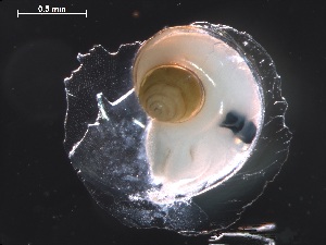  (Atlanta inclinata - Ainc_AMT27_35_02)  @11 [ ] CreativeCommons - Attribution Non-Commercial Share-Alike (2019) Unspecified Naturalis Biodiversity Center