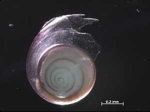  ( - Ainc_AMT27_37_01)  @11 [ ] CreativeCommons - Attribution Non-Commercial Share-Alike (2019) Unspecified Naturalis Biodiversity Center