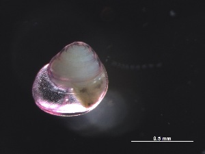  ( - Ainc_AMT27_37_02)  @11 [ ] CreativeCommons - Attribution Non-Commercial Share-Alike (2019) Unspecified Naturalis Biodiversity Center