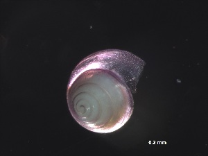  ( - Ainc_AMT27_37_02)  @11 [ ] CreativeCommons - Attribution Non-Commercial Share-Alike (2019) Unspecified Naturalis Biodiversity Center