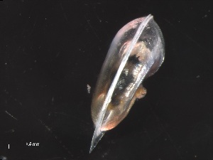  (Atlanta brunnea - Avan_SO255_080_02)  @11 [ ] CreativeCommons - Attribution Non-Commercial Share-Alike (2019) Unspecified Naturalis Biodiversity Center