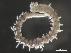  ( - HMSC174_01017)  @11 [ ] by-nc-sa  Unspecified Huntsman Marine Science Centre