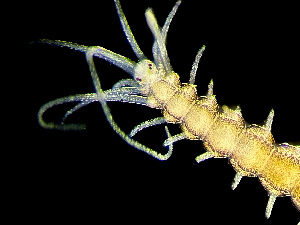  ( - HMSC174_01017)  @11 [ ] by-nc-sa  Unspecified Huntsman Marine Science Centre