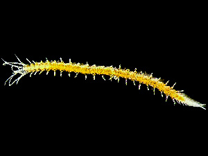  ( - HMSC174_01017)  @11 [ ] by-nc-sa  Unspecified Huntsman Marine Science Centre