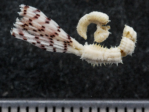  ( - HMSC174_01112)  @11 [ ] by-nc-sa  Unspecified Huntsman Marine Science Centre