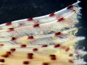  ( - HMSC174_01112)  @11 [ ] by-nc-sa  Unspecified Huntsman Marine Science Centre