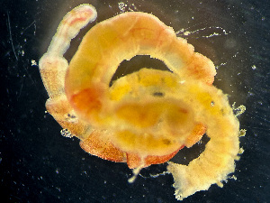  ( - HMSC174_01114)  @11 [ ] by-nc-sa  Unspecified Huntsman Marine Science Centre