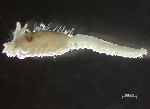 ( - HMSC174_01142)  @11 [ ] by-nc-sa  Unspecified Huntsman Marine Science Centre