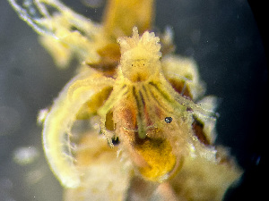  ( - HMSC174_01142)  @11 [ ] by-nc-sa  Unspecified Huntsman Marine Science Centre
