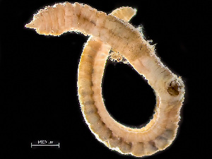  ( - HMSC174_01242)  @11 [ ] by-nc-sa  Unspecified Huntsman Marine Science Centre