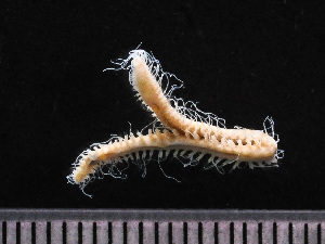  ( - HMSC174-01646)  @11 [ ] by-nc-sa  Unspecified Huntsman Marine Science Centre