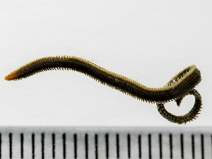  ( - HMSC174_01698)  @11 [ ] by-nc-sa  Unspecified Huntsman Marine Science Centre