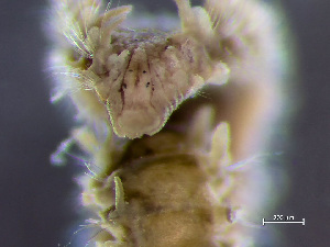  ( - HMSC174_01715)  @11 [ ] by-nc-sa  Unspecified Huntsman Marine Science Centre