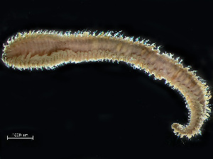  ( - HMSC174_01716)  @11 [ ] by-nc-sa  Unspecified Huntsman Marine Science Centre