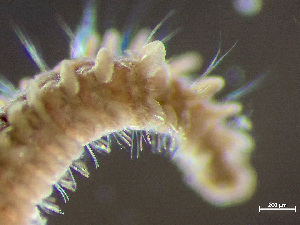  ( - HMSC174_01716)  @11 [ ] by-nc-sa  Unspecified Huntsman Marine Science Centre