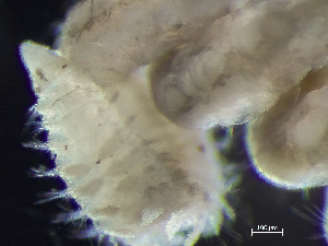  ( - HMSC174_01838)  @11 [ ] by-nc-sa  Unspecified Huntsman Marine Science Centre