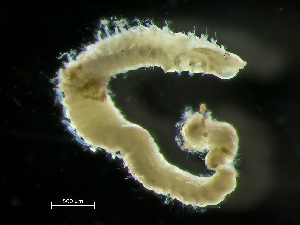  ( - HMSC174_02094)  @11 [ ] by-nc-sa  Unspecified Huntsman Marine Science Centre